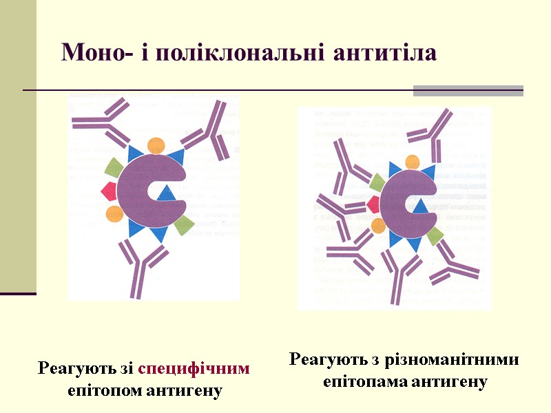 Моно- і поліклональні антитіла Реагують зі специфічним  епітопом антигену Реагують з різноманітними 
